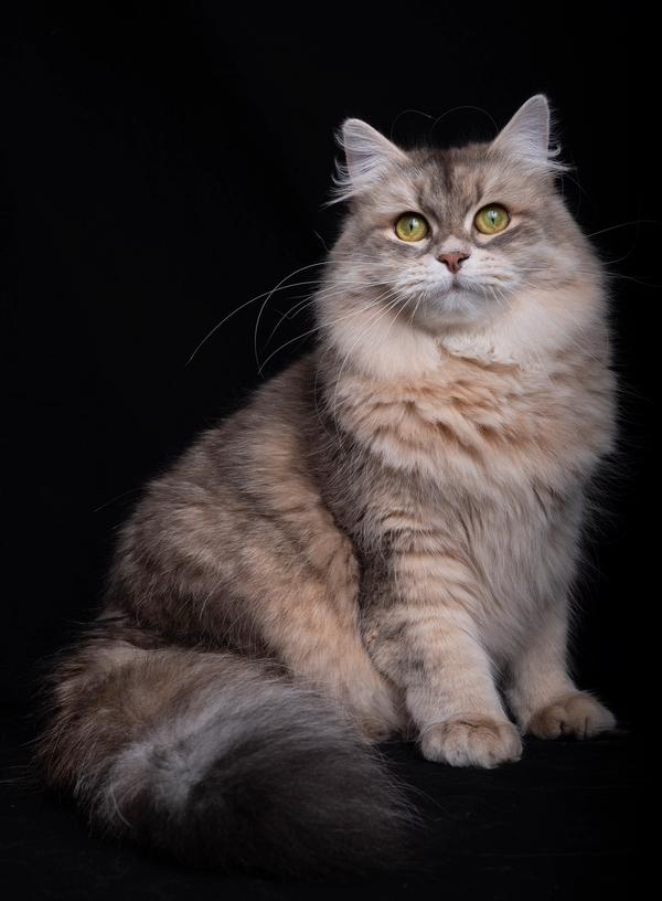 L'Or de Kylestane Femelle Sibérien Blue Sunshine Spotted Tabby A'Capucine
