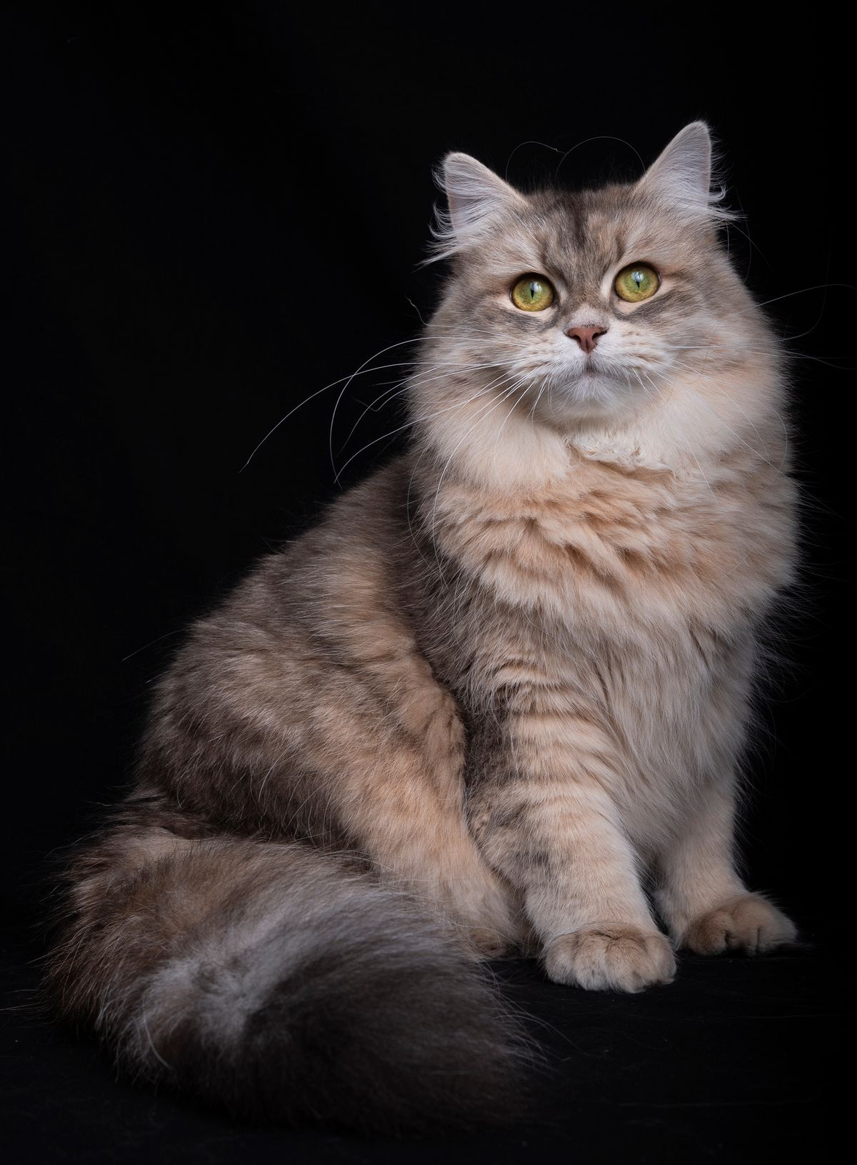 L'Or de Kylestane - Élevage familial de chats Sibériens dans le Var